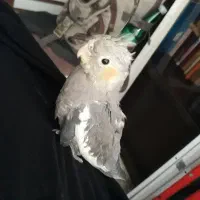 عروس هلندی|پرنده|کرج, مصباح|دیوار