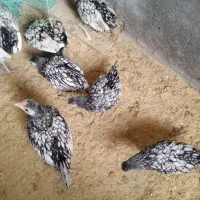 جوجه سبرایت و مرغ وخروس سبرایت