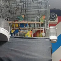 معاوضه با عروس هلندی