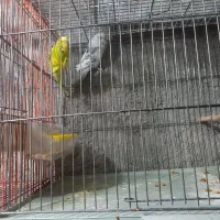 عروس هلندی ومرغ عشق انگلیسی|پرنده|دهگلان, |دیوار