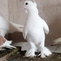 لوتی کاکلی وجوجه لوتی غیرتی