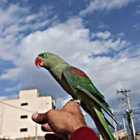 شاه طوطی ماده