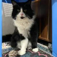 گربه|گربه|یزد, |دیوار