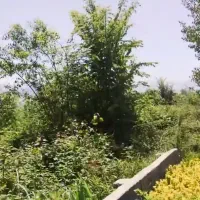 یک قطعه زمین شرایط پرداخت آسان سند تکبرگ مسکونی|فروش زمین و ملک کلنگی|کلاچای, |دیوار