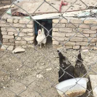 مرغ و خروس بومی|پرنده|کیار, |دیوار