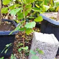 گل و گیاه حیاطی|عمدهفروشی|کلاچای, |دیوار