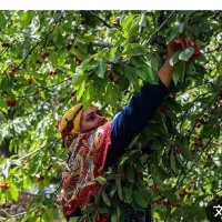 کارهای خدمات چیدن میوه وتمیزکاری اشپزی