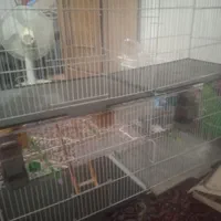 ی قفس چوچه پران وی قفس عروس هلندی بدونه وسایل