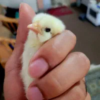 جوجه مرغ برهما زینتی پَرپا