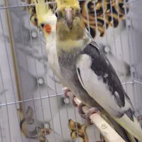 عروس هلندی و مرغ عشق