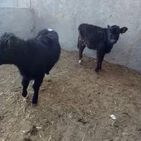 گوساله لاغر ماده