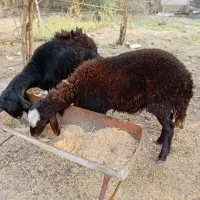 دو عدد گوسفند ماده