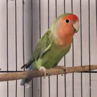 طوطی کوتوله برزیلی نر