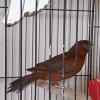 فروش تعدادی قناری رنگی اورژینال|پرنده|بابلسر, |دیوار