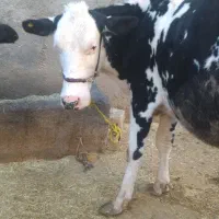 فروش دو راس گاو با گوساله|حیوانات مزرعه|زیلائی, |دیوار