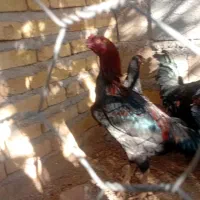 مرغ ویروس رسمی|حیوانات مزرعه|قیدار, |دیوار