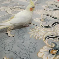 عروس هلندی|پرنده|شیراز, کوی زهرا|دیوار