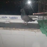 دوتا کفتر ماده  اصفهانی و رنگی|پرنده|شاهین‌شهر, شهرک پردیس|دیوار