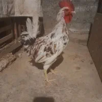 ۶عدد مرغ ۱ خروس گلین ریشی پر خال تخم گذار و لاری|حیوانات مزرعه|اصفهان, قهجاورستان|دیوار