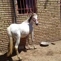 مادیان|اسب و تجهیزات اسب‌سواری|ماهیدشت, |دیوار