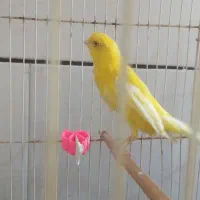 قناری رسمی بلند نر