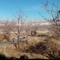 1000 متر خانه باغ داخل محدوده امتیازات کامل|فروش خانه و ویلا|اسکو, |دیوار