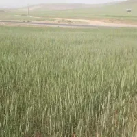 زمین-زراعی-مناسب-انواع-مشاغل-بر-جاده-اصلی