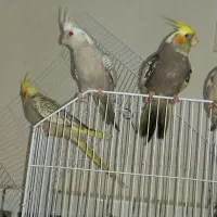 عروس هلندی|پرنده|کرمان, |دیوار