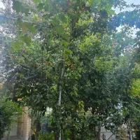 اجاره منزل ویلایی اول معرفت(بر خیابان)