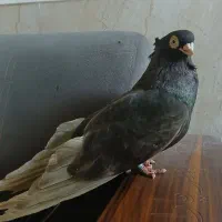 صرب قهوای ماده