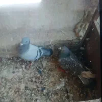 کبوتر گرفتنی