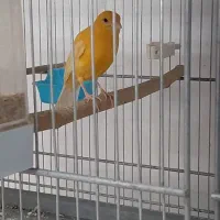 قناری نر و ماده اماده|پرنده|قدس, شهرقدس|دیوار