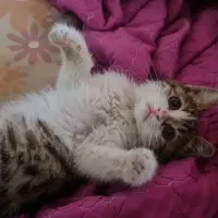 واگذاری بچه گربه