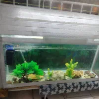 ماهی|ماهی|بیرجند, |دیوار