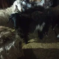 گوسفند زنده