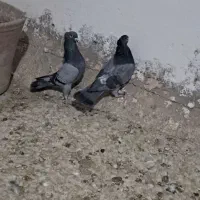 یه جفت سبزکاکولی|پرنده|سبزوار, جوادیه شرقی|دیوار