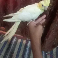 عروس هلندی چشم قرمز|پرنده|چابهار, |دیوار