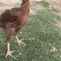 جوجه لاری|حیوانات مزرعه|خرمدشت, |دیوار