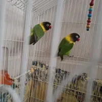 جفت‌طوطی برزیلی‌یخه‌زرد اورجینال