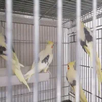 عروس هلندی دوکت پروانه ای البینو ولتینو|پرنده|آذرشهر, |دیوار