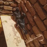 کبوتر پولکی|پرنده|زاوه, |دیوار