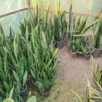 فروش انواع گل و گیاه|گل و گیاه طبیعی|رودسر, |دیوار