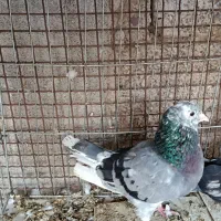 کبوتر پرشی|پرنده|بندرعباس, |دیوار