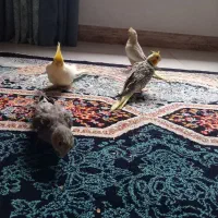 جوجه عروس هلندی