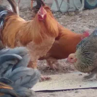 خروس برهما|حیوانات مزرعه|قیدار, |دیوار