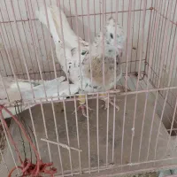 هفت رنگ