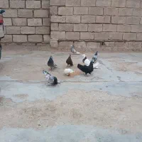 کفرت