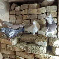 کفترچپ وطوقی وتهرونی سفیدوسار وسینه|پرنده|مشهد, ایوان|دیوار