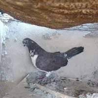کبوتر|پرنده|سرپل ذهاب, |دیوار
