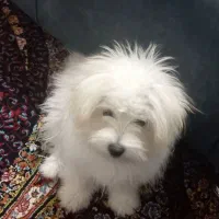 سگ واگذاری|سگ|فسا, |دیوار